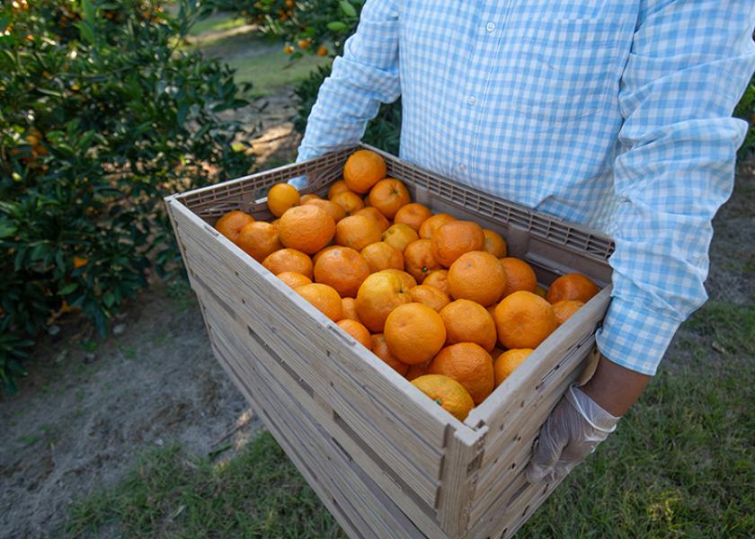 Southeastern satsumas ripening two weeks ahead of last season The Packer